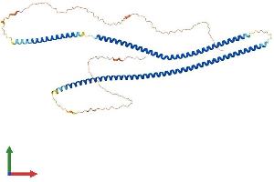 AlphaFold protein structure predicition of Human Recombinant KRT82 Protein, UniprotID Q9NSB4