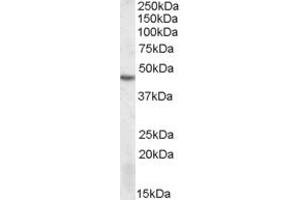 Western Blotting (WB) image for anti-serine/threonine Kinase 17b (STK17B) (AA 316-327) antibody (ABIN490561) (DRAK2 anticorps  (AA 316-327))