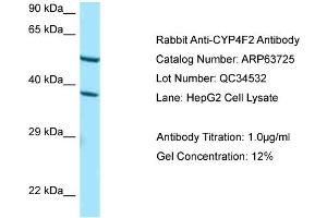 Western Blotting (WB) image for anti-Cytochrome P450, Family 4, Subfamily F, Polypeptide 2 (CYP4F2) (C-Term) antibody (ABIN2789601)