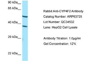 Western Blotting (WB) image for anti-Cytochrome P450, Family 4, Subfamily F, Polypeptide 2 (CYP4F2) (C-Term) antibody (ABIN2789601) (CYP4F2 anticorps  (C-Term))