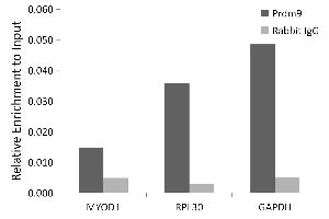 Chromatin immunoprecipitation analysis of extracts of Mouse testis, using Prdm9 antibody (ABIN7269502) and rabbit IgG. (PRDM9 anticorps)