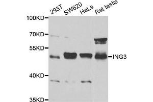 Western blot analysis of extracts of various cell lines, using ING3 antibody. (ING3 anticorps)