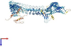 AlphaFold protein structure predicition of Mouse Recombinant Trpa1 Protein, UniprotID Q8BLA8