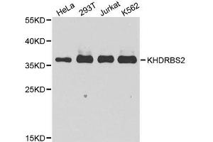 Western blot analysis of extracts of various cell lines, using KHDRBS2 antibody. (KHDRBS2 anticorps  (C-Term))