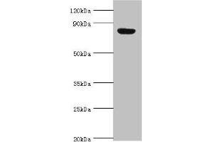 Western blot All lanes: Aryl hydrocarbon receptor nuclear translocator 2 antibody at 4 μg/mL + Hela whole cell lysate Secondary Goat polyclonal to rabbit IgG at 1/10000 dilution Predicted band size: 79, 78 kDa Observed band size: 79 kDa (ARNT2 anticorps  (AA 440-690))