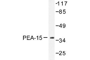 Image no. 1 for anti-phosphoprotein Enriched in Astrocytes 15 (PEA15) antibody (ABIN272058) (PEA15 anticorps)