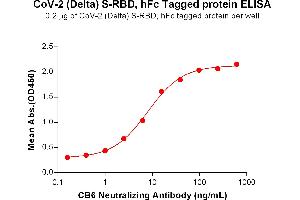 ELISA plate pre-coated by 2 μg/mL (100 μL/well) SARS-CoV-2 (Delta) S protein RBD , hFc Tag (ABIN7455412, ABIN7490657 and ABIN7490659) can bind Anti-SARS-CoV-2 (CB6 biosimilar) mAb ABIN6964424 and ABIN7272560 in a linear range of 1.