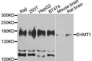 Western blot analysis of extracts of various cell lines, using EHMT1 antibody.