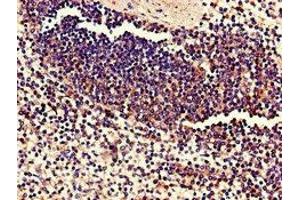Immunohistochemistry of paraffin-embedded human spleen tissue using ABIN7174759 at dilution of 1:100 (C17orf78 anticorps  (AA 1-186))