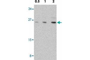 Western blot analysis of NOL3 in mouse muscle tissue lysate with NOL3 polyclonal antibody  at 0. (NOL3 anticorps  (C-Term))