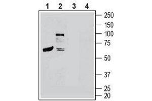 Western blot analysis of mouse heart lysates (lanes 1 and 3) and mouse brain membranes (lanes 2 and 4): - 1, 2. (CALCRL anticorps  (Extracellular))