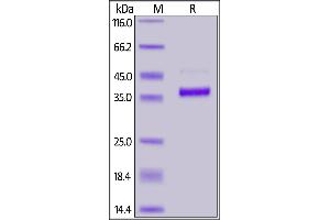 Biotinylated Human FGL1, His,Avitag (recommended for biopanning) on  under reducing (R) condition.