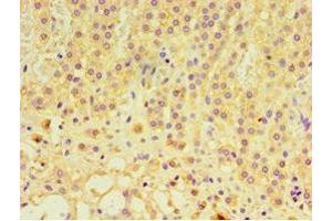 Immunohistochemistry of paraffin-embedded human adrenal gland tissue using ABIN7153805 at dilution of 1:100 (GTF2H2C anticorps  (AA 1-260))