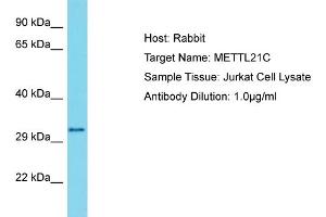 Host: Rabbit Target Name: METTL21C Sample Type: Jurkat Whole Cell lysates Antibody Dilution: 1. (METTL21C anticorps  (N-Term))