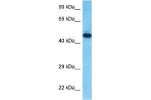 Host:  Rabbit  Target Name:  T23O  Sample Type:  RPMI-8226 Whole Cell lysates  Antibody Dilution:  1. (TDO2 anticorps  (C-Term))