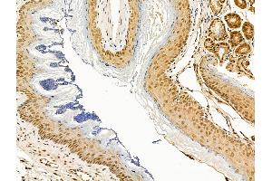 ABIN6264442 and ABIN6268918 at 1/100 staining Mouse colorectal tissue by IHC-P. (F2RL3 anticorps  (C-Term))
