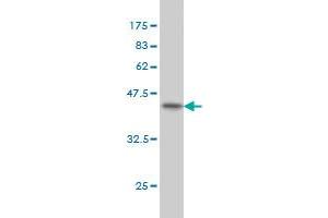 Western Blot detection against Immunogen (46.