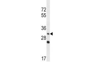 WNT3A antibody western blot analysis in NCI-H292 lysate.