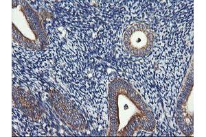 Image no. 4 for anti-Dynamin 1-Like (DNM1L) antibody (ABIN1497872)