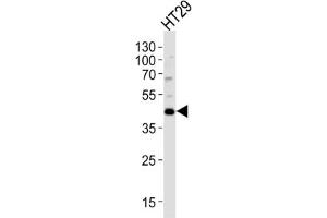 Western Blotting (WB) image for anti-Kruppel-Like Factor 4 (Gut) (KLF4) antibody (ABIN3001587) (KLF4 anticorps)