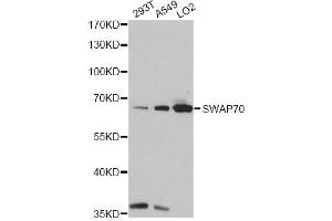 Western blot analysis of extracts of various cell lines, using SWAP70 antibody (ABIN6293596) at 1:1000 dilution. (SWAP70 anticorps)