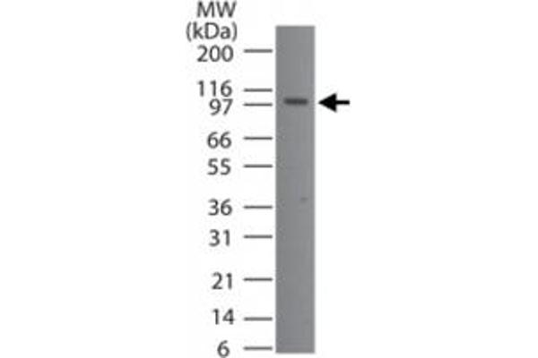 TMEM123 anticorps  (AA 173-188)