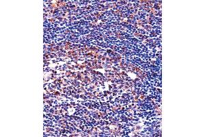 QPRT Antibody immunohistochemistry analysis in formalin fixed and paraffin embedded human tonsil tissue followed by peroxidase conjugation of the secondary antibody and DAB staining.