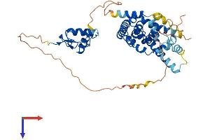 AlphaFold protein structure predicition of Mouse Recombinant Nr2f2 Protein, UniprotID P43135