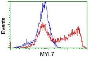 Image no. 4 for anti-Myosin Light Chain 7, Regulatory (MYL7) antibody (ABIN1499491) (MYL7 anticorps)