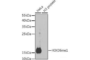 Western blot analysis of extracts of various cell lines using MonoMethyl-Histone H3-K36 Polyclonal Antibody. (Histone 3 anticorps  (meLys36))
