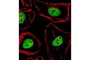 Immunofluorescent analysis of 4 % paraformaldehyde-fixed, 0. (ANAPC2 anticorps  (C-Term))