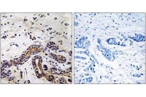 Immunohistochemistry analysis of paraffin-embedded human testis tissue, using CLASP1 Antibody.