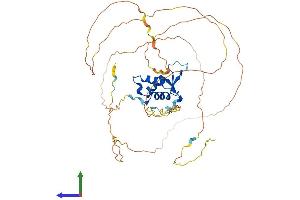 AlphaFold protein structure predicition of Human Recombinant FOXF2 Protein, UniprotID Q12947