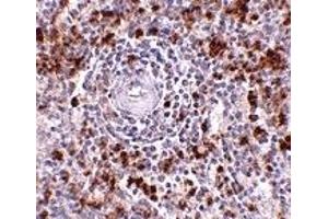 Immunohistochemistry (IHC) image for anti-Interleukin-27 subunit beta (IL-27b) (C-Term) antibody (ABIN1030373)