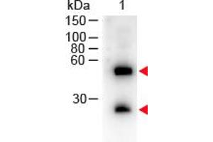 Image no. 1 for Donkey anti-Mouse IgG (Whole Molecule) antibody (HRP) (ABIN300793) (Âne anti-Souris IgG (Whole Molecule) Anticorps (HRP))