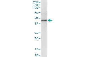 Immunoprecipitation of ADH4 transfected lysate using anti-ADH4 MaxPab rabbit polyclonal antibody and Protein A Magnetic Bead , and immunoblotted with ADH4 purified MaxPab mouse polyclonal antibody (B01P) .