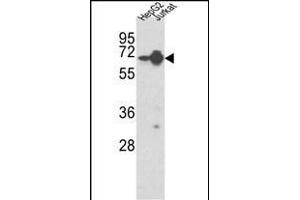 Western blot analysis of HNRPL Antibody (Center) (ABIN650774 and ABIN2839554) in HepG2, Jurkat cell line lysates (35 μg/lane). (HNRNPL anticorps  (AA 249-277))