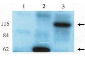 Image no. 1 for anti-rho/rac Guanine Nucleotide Exchange Factor (GEF) 2 (ARHGEF2) (AA 2-447) antibody (ABIN264980) (ARHGEF2 anticorps  (AA 2-447))