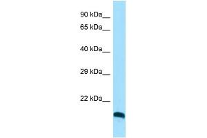 Host: Rabbit Target Name: CLEC3A Sample Type: HepG2 Whole Cell lysates Antibody Dilution: 1. (CLEC3A anticorps  (C-Term))
