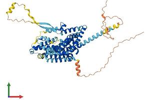 AlphaFold protein structure predicition of Human Recombinant SLC1A2 Protein, UniprotID P43004