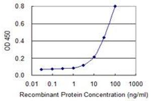 Detection limit for recombinant GST tagged SMCP is 1 ng/ml as a capture antibody. (SMCP anticorps  (AA 1-116))
