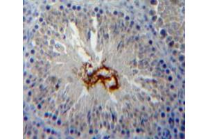 Used in DAB staining on fromalin fixed paraffin-embedded testis tissue (Peroxiredoxin 5 anticorps  (AA 1-213))