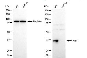 Western blotting analysis using MSI1 antibody (ABIN7799494).