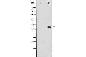 Western blot analysis of MEK1/2 phosphorylation expression in PMA treated 293 whole cell lysates,The lane on the left is treated with the antigen-specific peptide. (MEK1 anticorps  (pSer217))