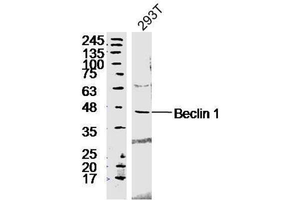 Beclin 1 anticorps  (AA 201-330)