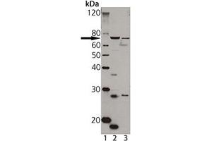 Western blot analysis of TAP1, pAb : Lane 1: MW marker, Lane 2: A431 cell lysate Lane 3: HeLa cell lysate (TAP1 anticorps)