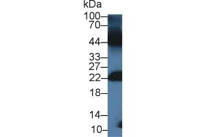 Detection of GREM1 in Mouse Testis lysate using Polyclonal Antibody to Gremlin 1 (GREM1) (GREM1 anticorps  (AA 27-184))