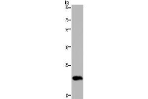 Western Blotting (WB) image for anti-Growth Hormone 2 (GH2) antibody (ABIN2828736) (Growth Hormone 2 anticorps)