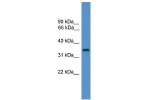 WB Suggested Anti-STX4 Antibody Titration: 0. (Syntaxin 4 anticorps  (C-Term))
