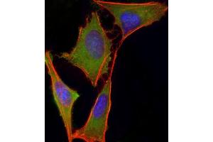 Immunofluorescent analysis of 4 % paraformaldehyde-fixed, 0.